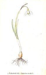 rostliny_kolem_nas__2_