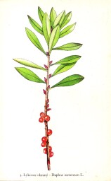 rostliny_kolem_nas__3_