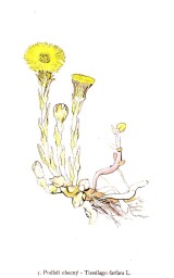 rostliny_kolem_nas__5_