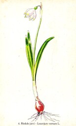 rostliny_kolem_nas__6_