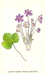 rostliny_kolem_nas__8_