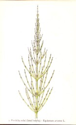 rostliny_kolem_nas__9_