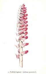 rostliny_kolem_nas__11_