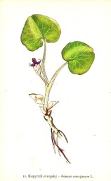 rostliny_kolem_nas__12_