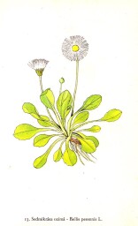 rostliny_kolem_nas__13_