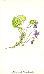 rostliny_kolem_nas__14_