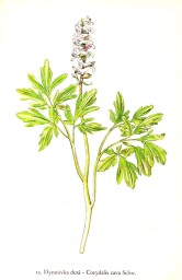 rostliny_kolem_nas__15_