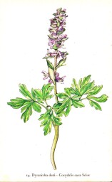 rostliny_kolem_nas__16_