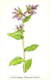 rostliny_kolem_nas__17_