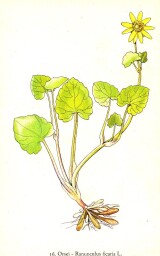 rostliny_kolem_nas__18_