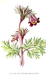 rostliny_kolem_nas__19_