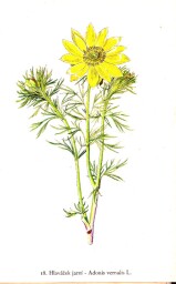 rostliny_kolem_nas__20_