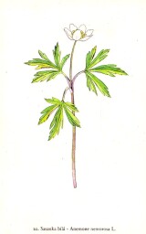 rostliny_kolem_nas__22_