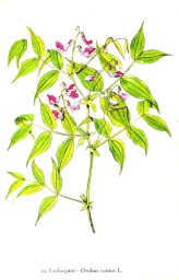 rostliny_kolem_nas__23_