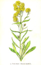 rostliny_kolem_nas__25_