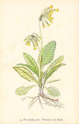 rostliny_kolem_nas__26_