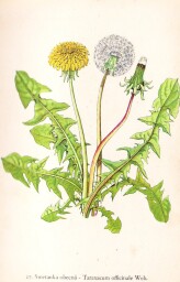 rostliny_kolem_nas__27_