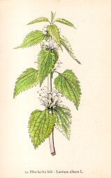 rostliny_kolem_nas__29_