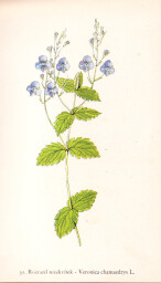 rostliny_kolem_nas__31_