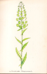 rostliny_kolem_nas__33_