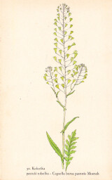 rostliny_kolem_nas__34_