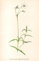 rostliny_kolem_nas__35_