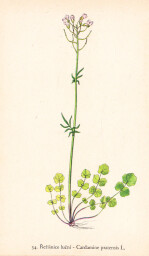 rostliny_kolem_nas__36_