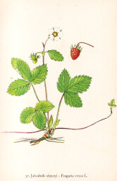 rostliny_kolem_nas__37_