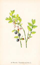 rostliny_kolem_nas__38_