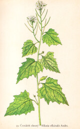 rostliny_kolem_nas__39_