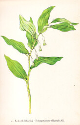 rostliny_kolem_nas__41_