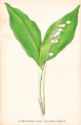 rostliny_kolem_nas__42_