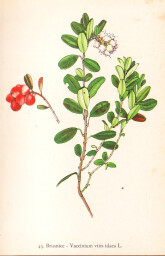 rostliny_kolem_nas__43_