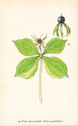 rostliny_kolem_nas__44_