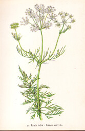 rostliny_kolem_nas__45_