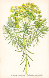 rostliny_kolem_nas__46_