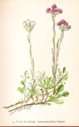 rostliny_kolem_nas__47_