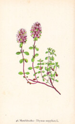 rostliny_kolem_nas__48_