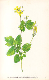 rostliny_kolem_nas__49_