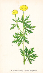 rostliny_kolem_nas__50_