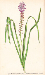 rostliny_kolem_nas__52_