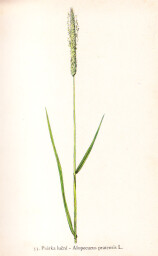 rostliny_kolem_nas__53_