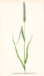 rostliny_kolem_nas__54_