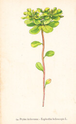 rostliny_kolem_nas__56_