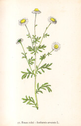 rostliny_kolem_nas__57_