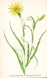 rostliny_kolem_nas__58_