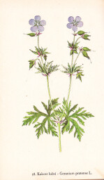 rostliny_kolem_nas__60_