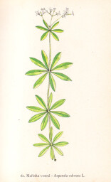 rostliny_kolem_nas__61_