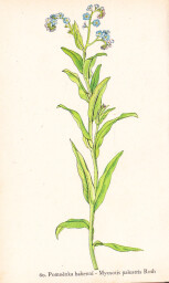 rostliny_kolem_nas__62_