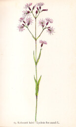 rostliny_kolem_nas__63_